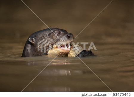 Close up of a giant otter eating a fish Close up of a giant otter eating a fish 63475445