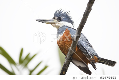 Close up of a Ringed kingfisher perched on a branch 63475453