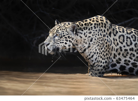 Close up of a Jaguar stalking prey in water 63475464