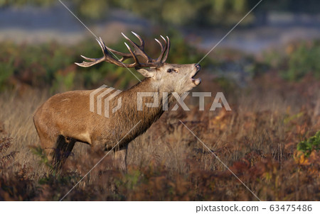 Red deer stag calling during rutting season in autumn Red deer stag calling during rutting season in autumn 63475486