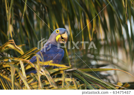 Hyacinth macaw perched in a palm tree Hyacinth macaw perched in a palm tree 63475487