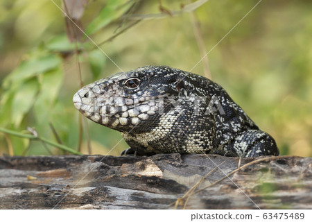 Close up of a  Black and White Tegu 63475489