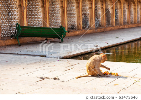 Monkey in Galta Ji Temple, India, Jaipur Monkey in Galta Ji Temple, India, Jaipur 63475646
