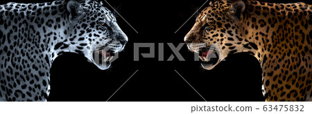 cheetah, leopard, jaguar cheetah, leopard, jaguar 63475832