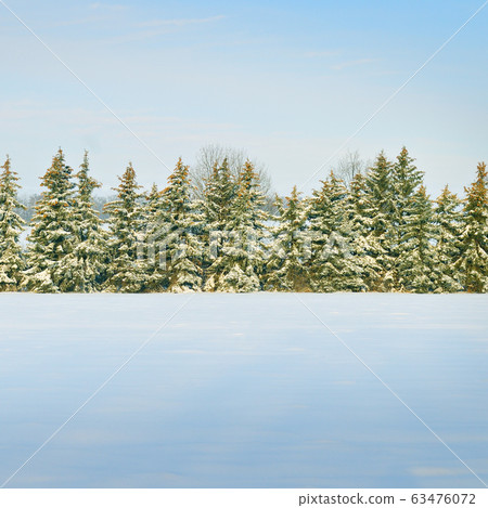 Spruce tree forest covered by fresh snow during Spruce tree forest covered by fresh snow during 63476072