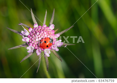 wild mountain flowers and ladybird 63476759