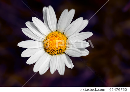 wild mountain flowers 63476760