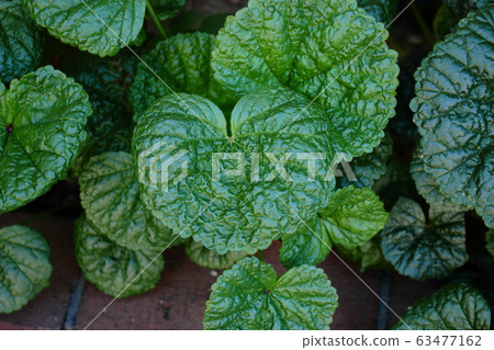 Plant leaves 63477162