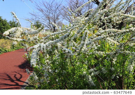 S田川Hor船環路沿途的白雪柳花白山公園 S田川Hor船環路沿途的白雪柳花白山公園 63477649