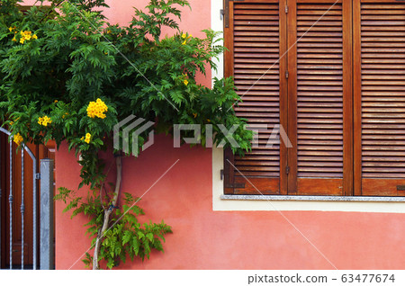 Tree blooming with ryellow flowers and window with Tree blooming with ryellow flowers and window with 63477674