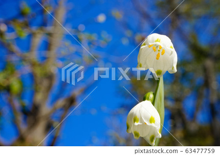 雪花Suzuran黃水仙 雪花Suzuran黃水仙 63477759