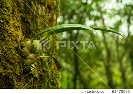 orchid on tree. The orchid in forest national park of Thailand. 63478020