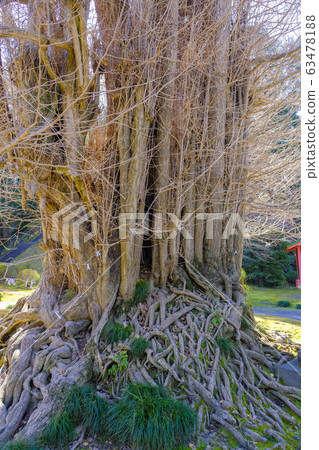 The Great Ginkgo of Kannon The Great Ginkgo of Kannon 63478188