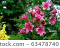Red and pink lily flower _ flower language _ vanity 63478740