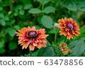 Orange flower _ gazania _ flower language _ proud of you 63478856