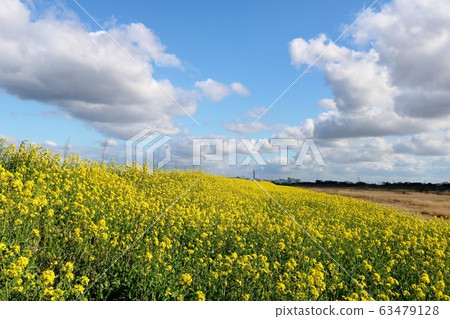 Sora, rape blossoms, spring, Watarase, Tochigi prefecture, landscape Sora, rape blossoms, spring, Watarase, Tochigi prefecture, landscape 63479128