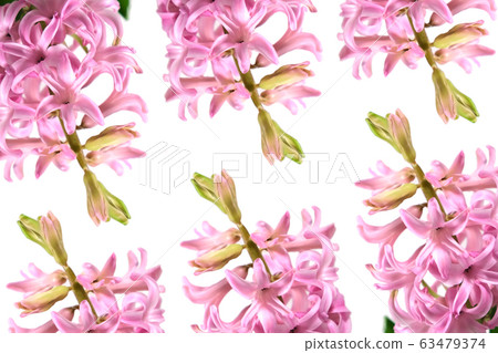 Flower template on white background Flower template on white background 63479374