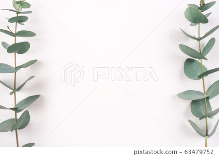 Green eucalyptus branches on a white background. Green eucalyptus branches on a white background. 63479752