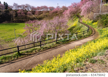Fukushima Prefecture Path next to the weeping cherry blossoms in the battlefield Fukushima Prefecture Path next to the weeping cherry blossoms in the battlefield 63479842
