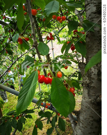 山梨之旅 63480128