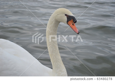 大天鵝 大天鵝 63480278