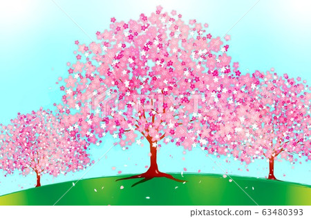 cherry blossom scenery cherry blossom scenery 63480393