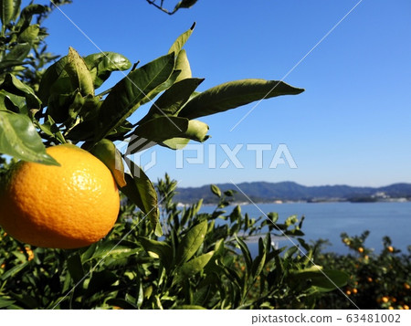 Tangerines and lake 63481002