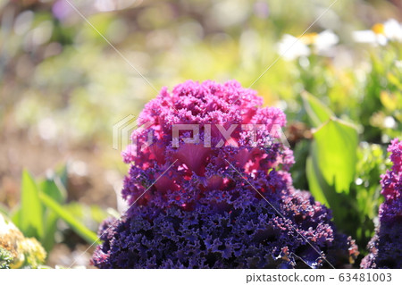 Purple habotan crepe 63481003