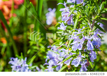 Spring flower rosemary 63481319