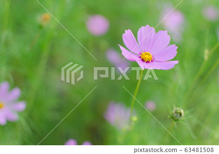 波斯菊（秋櫻）@單花的照片 63481508