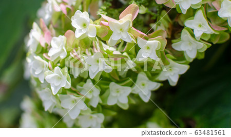 Kashiwaba hydrangea white flower Kashiwaba hydrangea white flower 63481561