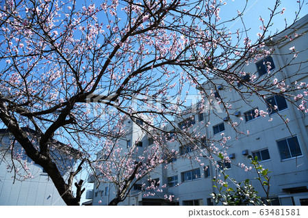 早春的城市風光川越 早春的城市風光川越 63481581