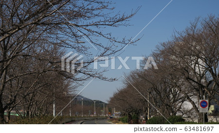 櫻桃樹路徑 63481697