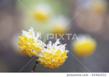 Mitsumata Mitsumata Mitsumata Mitsumata Mitsumata Mitsumata 63482032