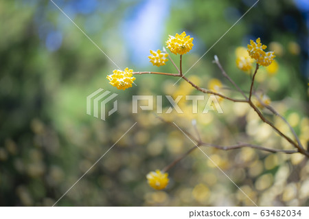 Mitsumata Mitsumata Mitsumata 63482034