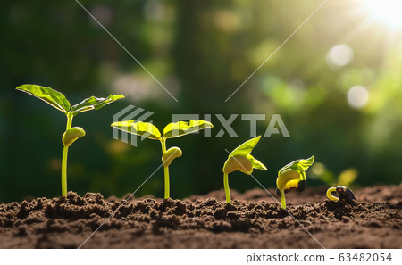 planting seed grow step concept in garden and planting seed grow step concept in garden and 63482054