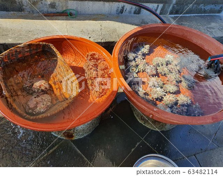 Abalone and conch 63482114