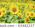 向日葵 63482237