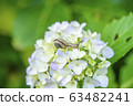 繡球花和耳蝸 63482241
