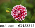 大麗花 63482242