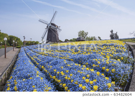 花博紀念公園 鶴見綠地 Nemophila Field Nemophila 和郁金香花卉 大阪觀光景點 63482604