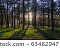 pine forrest with warm bright morning sunlight, 63482947