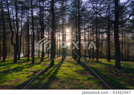 pine forrest with warm bright morning sunlight, 63482947
