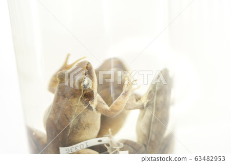 Three - Striped Frog in formalin glass jar 63482953