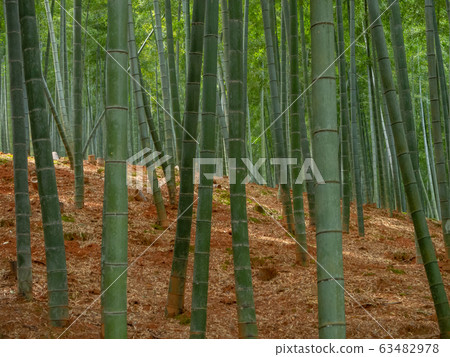 Bamboo grove Bamboo grove 63482978