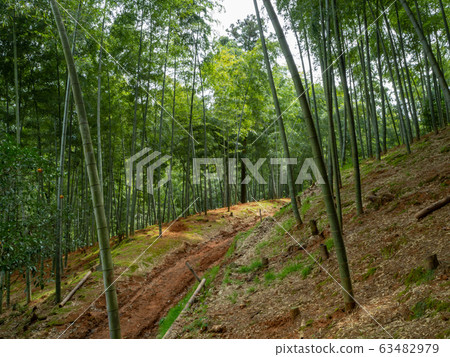 Bamboo grove Bamboo grove 63482979