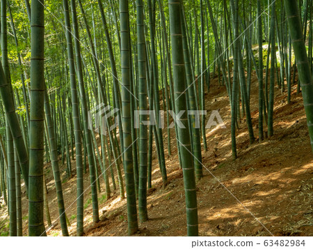 Bamboo grove Bamboo grove 63482984