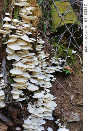 Sugihiratake蘑菇長號 Sugihiratake蘑菇長號 63483327