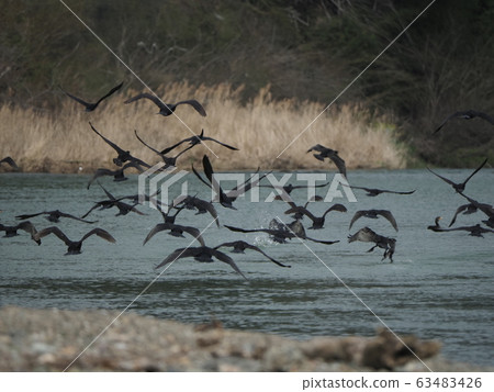 大cor，成群，起飛 63483426