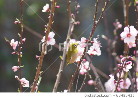 白眼吮吸杏仁花花蜜 白眼吮吸杏仁花花蜜 63483435